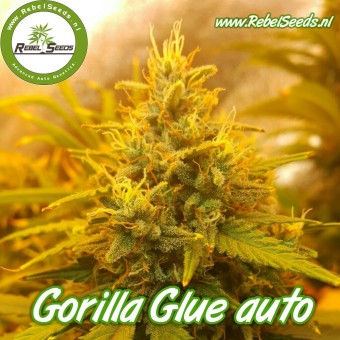 Gorilla Glue autoflower, feminised.